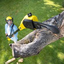 Best Stump Grinding and Removal  in King City, OR